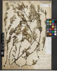 Foto von Salix repens subsp. repens L.
